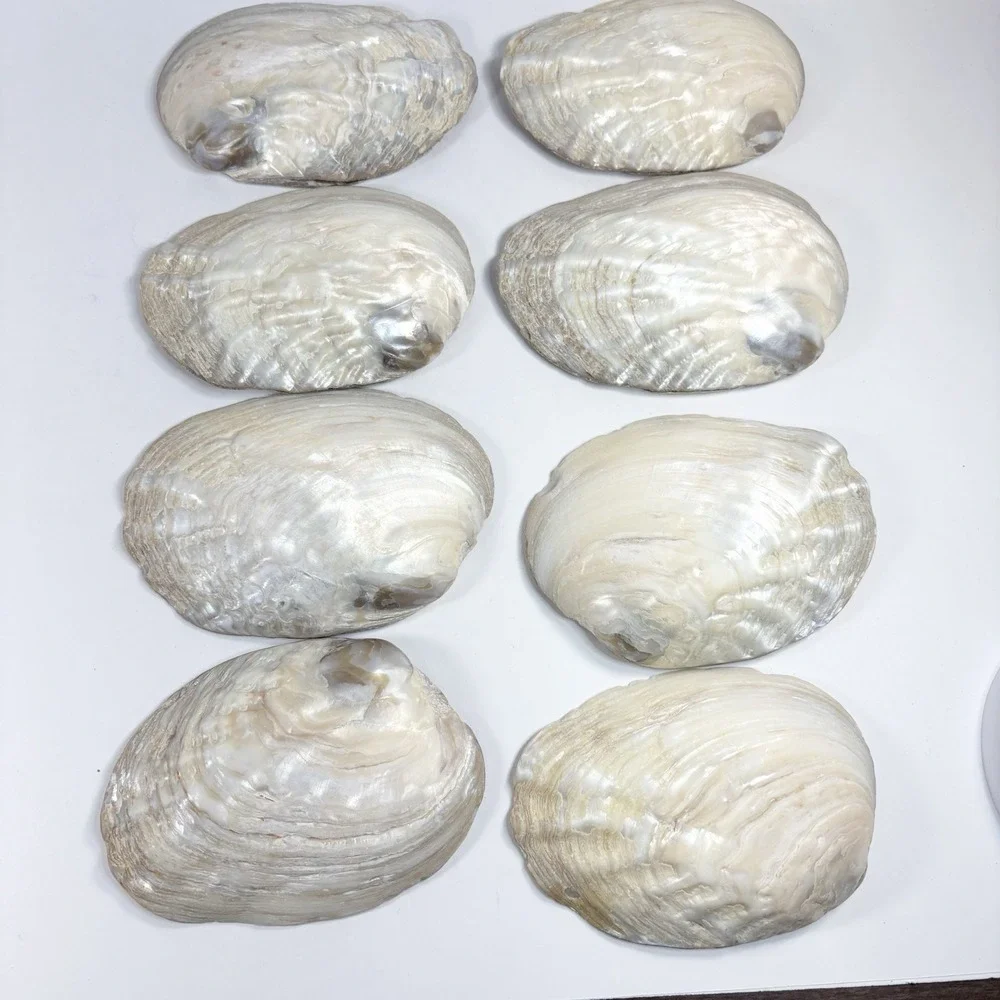 Vtg‎ Mother Of Pearl Seafood Cocktail Shells Set Of 8